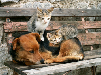 Portrait of cats sitting on wood