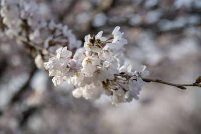 Close-up of white cherry blossom