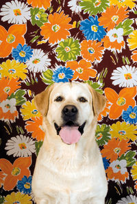 Portrait of dog against colorful floral pattern wallpaper