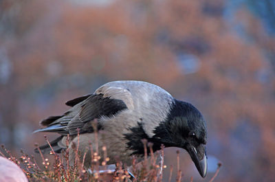 Close-up of bird perching on plant