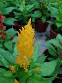 Close-up of yellow flowers blooming outdoors