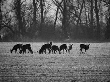 Horses in a field