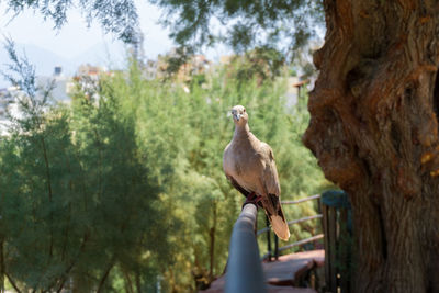 Bird perching on tree