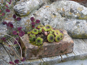 Close-up of plants growing on rock