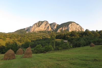 Scenic view of trees on field against clear sky