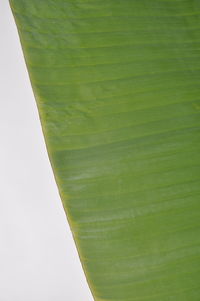 Close-up of green leaves