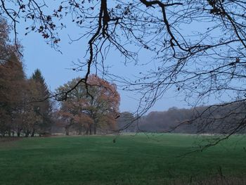 Trees on field against sky