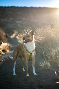 Dog standing on field