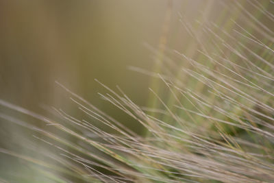 Close-up of plant