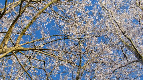 Low angle view of tree against blue sky