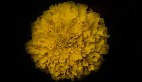 Yellow flower against black background
