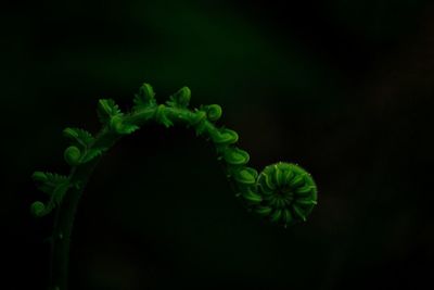 Close-up of plant over black background