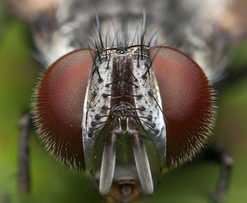 Close-up of fly