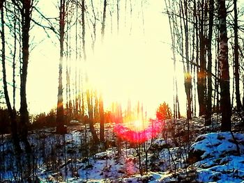 Snow covered trees against sky during sunset