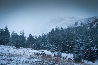 Low angle view of trees on mountains during winter