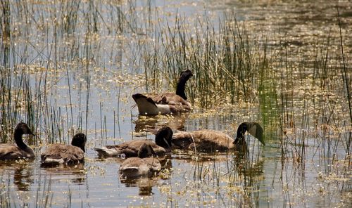 Ducks swimming in lake