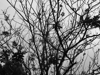 Low angle view of tree against sky