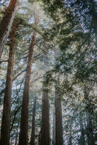 Low angle view of bamboo trees in forest