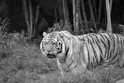 White tiger in forest