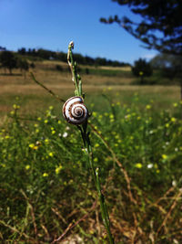Snail on plant over grassy field against sky