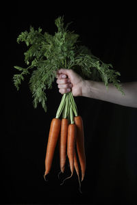 Hand with bunch of organic carrots on black