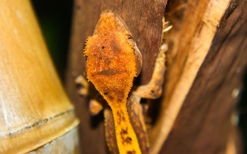 Close-up of lizard on tree trunk