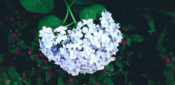 Close-up of hydrangea blooming outdoors
