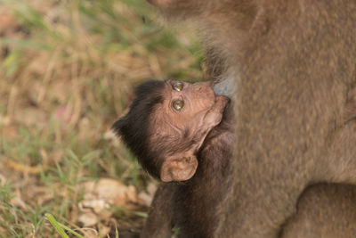 Close-up of long-tailed macaque feeding infant at zoo