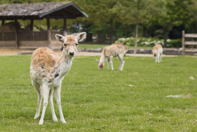 Portrait of deer standing on field