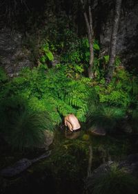 Scenic view of tree in forest