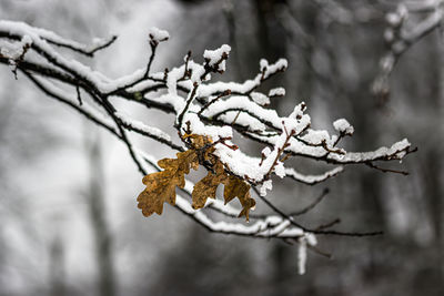 Close-up of frozen plant