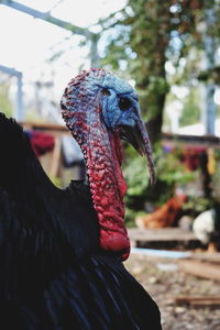 Close-up of rooster