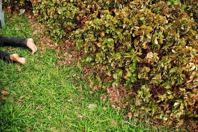 Low section of woman on plants