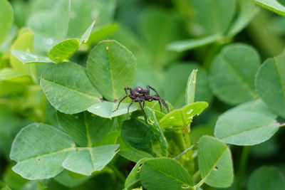 Close-up of fly on leaves