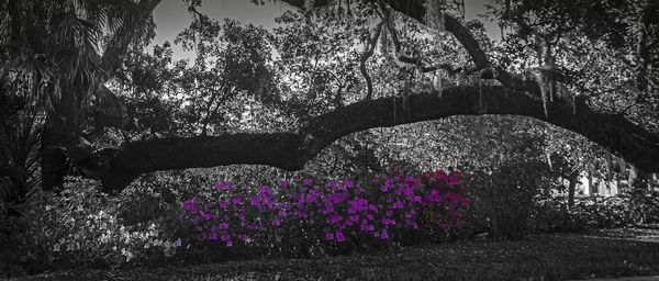 Low angle view of trees against sky