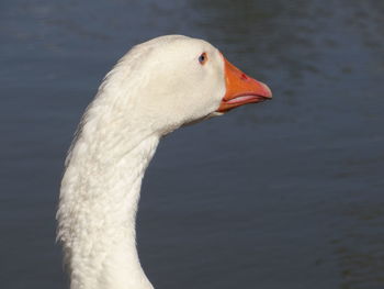 Close-up of goose swimming in lake