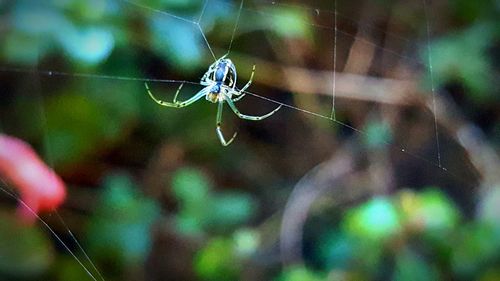 Close-up of spider on web