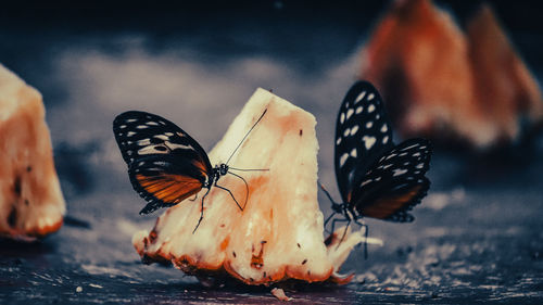 Close-up of butterfly