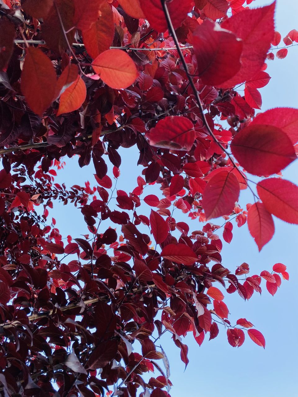 red, plant, leaf, plant part, nature, tree, beauty in nature, flower, autumn, no people, growth, low angle view, branch, sky, freshness, petal, outdoors, maple, day, close-up, flowering plant, clear sky, fragility, fruit