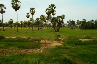Trees on field against sky