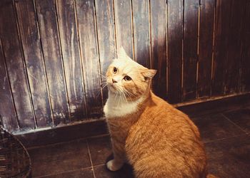 Close-up of cat sitting on wood