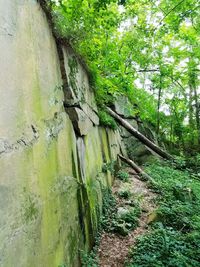 Plants growing on rocks in forest