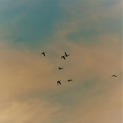 Low angle view of birds flying in sky