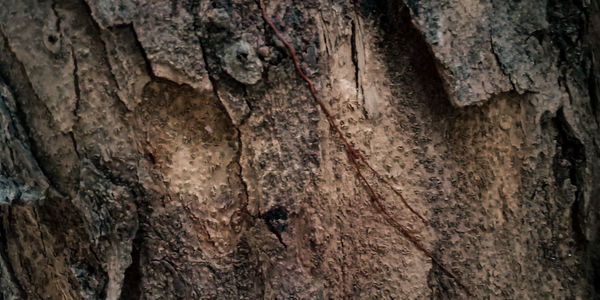 Full frame shot of tree trunk