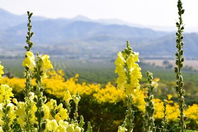 Close-up of yellow flowering plants on field