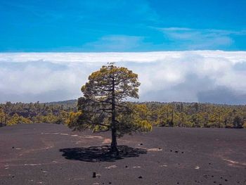 Trees on field against sky