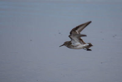Seagull flying over sea