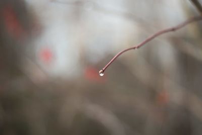 Close-up of water drops on twig