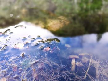 Surface level of leaves in lake