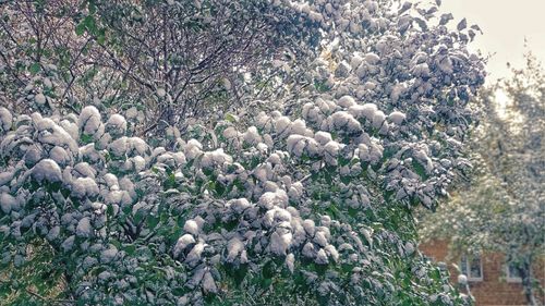 Flowers growing in field